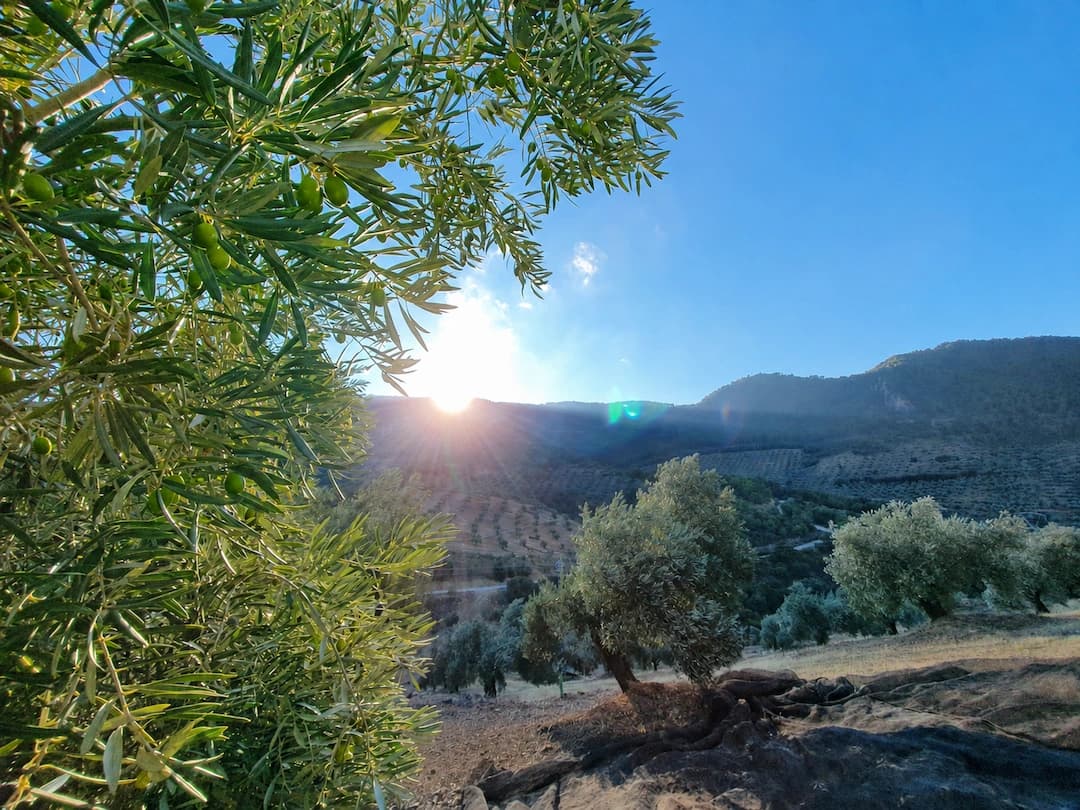 Oliveraies de la Sierra Mágina